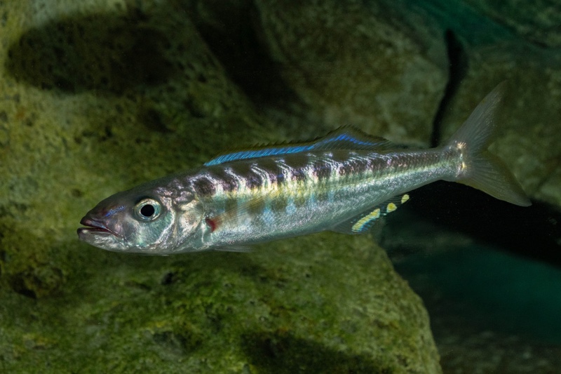 Bathybates fasciatus 'Sibwesa'